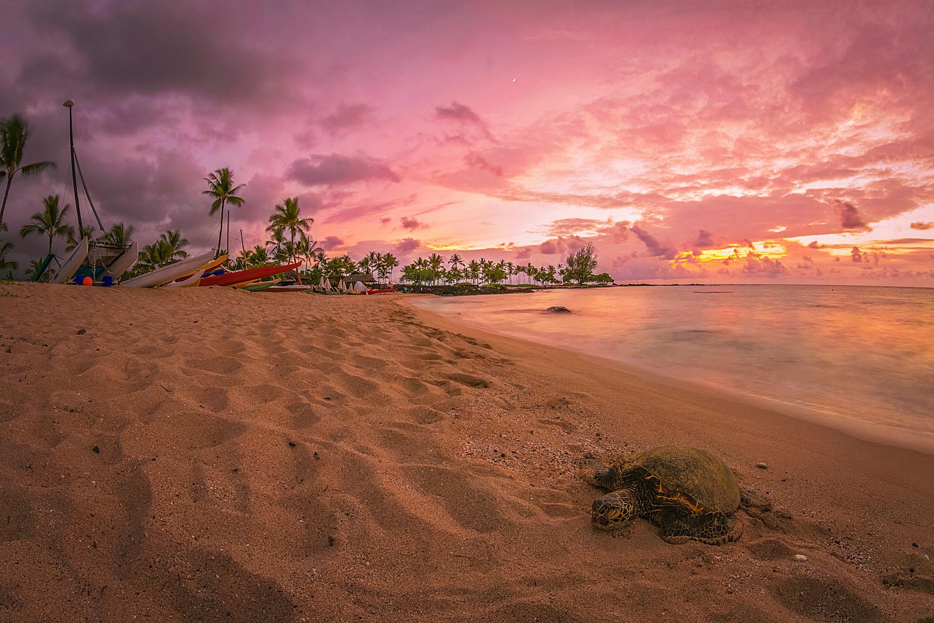 green palm tree on brown sand near body of water during sunset